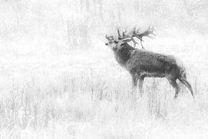 König des Waldes