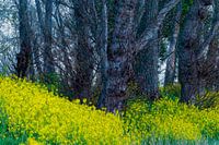 Lente geel