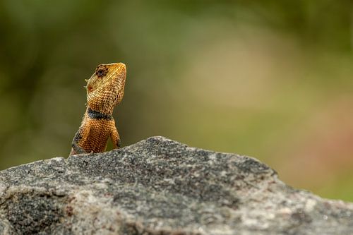 Lézard du jardin oriental