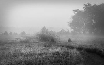 Een mistige dag aan de rand van het bos
