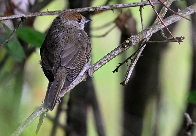 zwartkop vrouw van Petra De Jonge