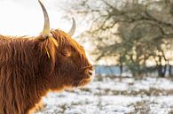 Schotse Hooglander in de sneeuw en zon van Karin Riethoven thumbnail
