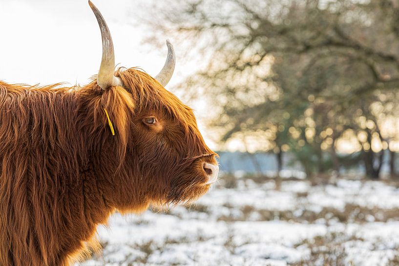 Schotse Hooglander in de sneeuw en zon van Karin Riethoven