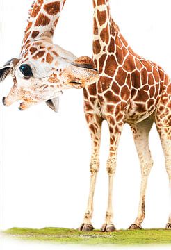 Grappige Giraffe van Mutschekiebchen