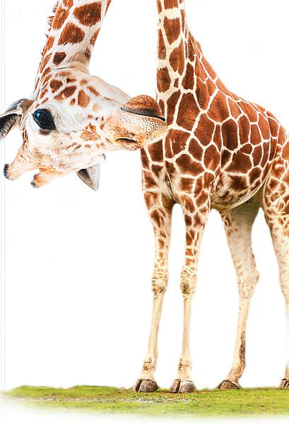 Funny Giraffe von Mutschekiebchen