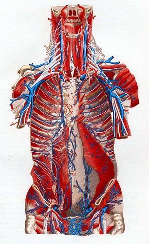 Torso anatomy with muscles and blood vessels