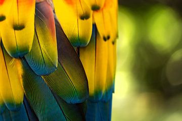 Tropical feathers by Vivian Paola Kamphuis