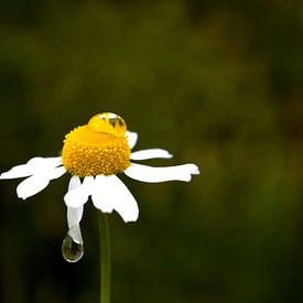 drops on a daisy by Tobias Van der ploeg