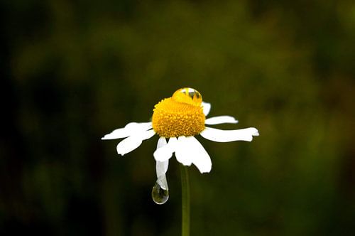 drops on a daisy