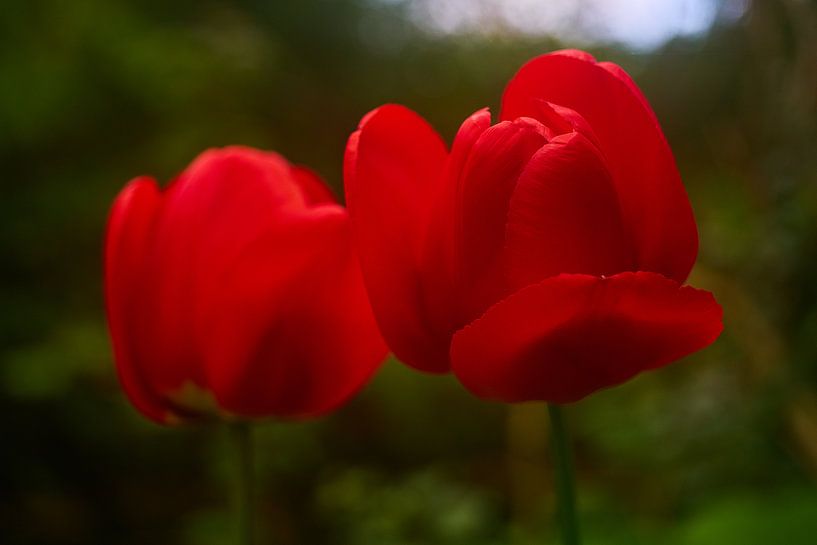 Rode Tulpen von Richard de Boorder
