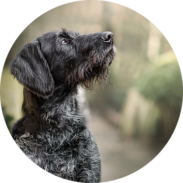 Portret van zwart schimmel Duitse staande hond van Elisabeth Vandepapeliere