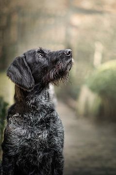 Porträt eines schwarzgrauen, stehenden deutschen Hundes von Elisabeth Vandepapeliere