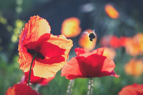 Coquelicots avec bourdon sur Karin de Jonge