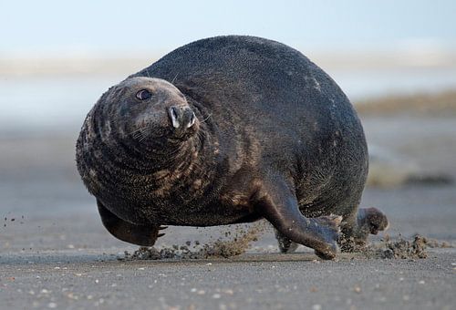 Grijze zeehond