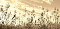 Reed in sepia