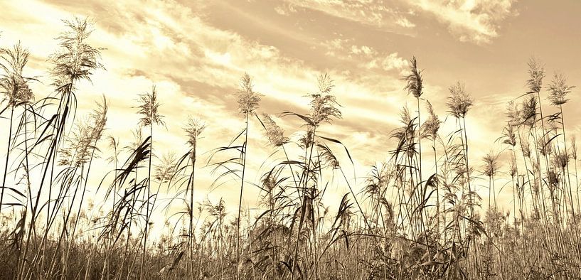 Reed in sepia by Werner Lehmann