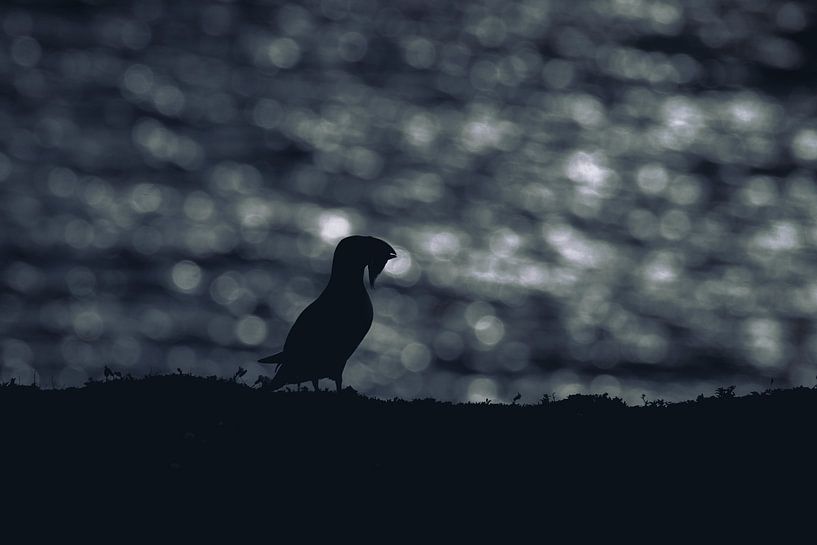 Silhouette of a puffin by Rene van Dam