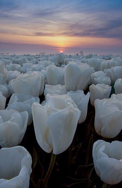 White Tulips by Jacco van Son