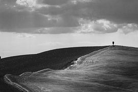 Lone cypress - Tuscany by Evert Groenen