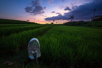 Rizières colorées Canggu Bali sur Rudolfo Dalamicio