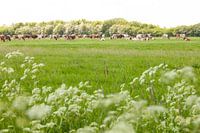 Cows in the meadow