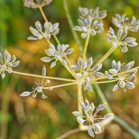 Fennel Plant in Seed by Iris Holzer Richardson