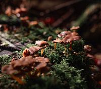 Paddenstoelen bij zonsopkomst