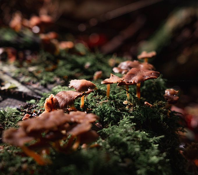 Champignons au lever du soleil par Marjon Boerman