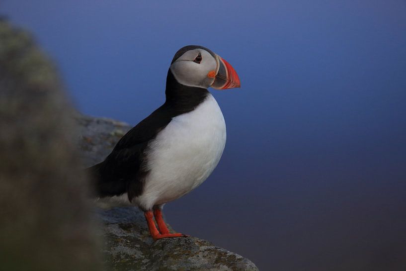 Puffins in the last evening light Norway by Frank Fichtmüller