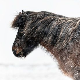 Iceland Paard ijslander van Sebastiaan van Stam Fotografie