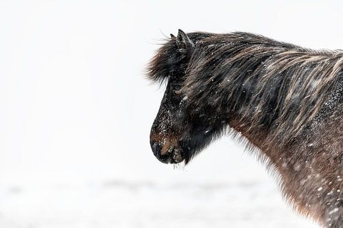 Iceland Paard ijslander van Sebastiaan van Stam Fotografie