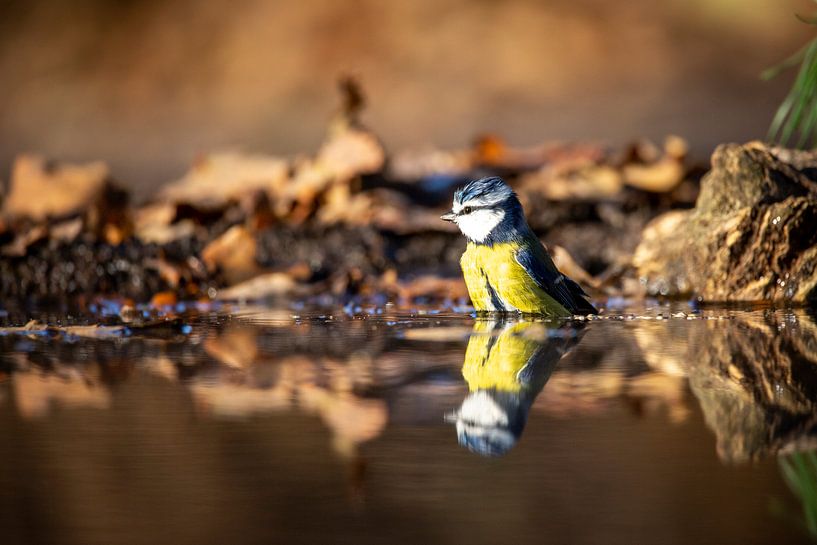 Pimpelmees (Cyanistes caeruleus) van antonvanbeek.nl