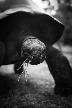 tortoise