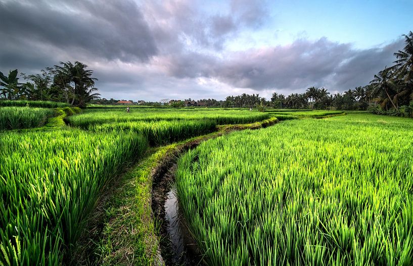 Fields of Bali by Lex Scholten