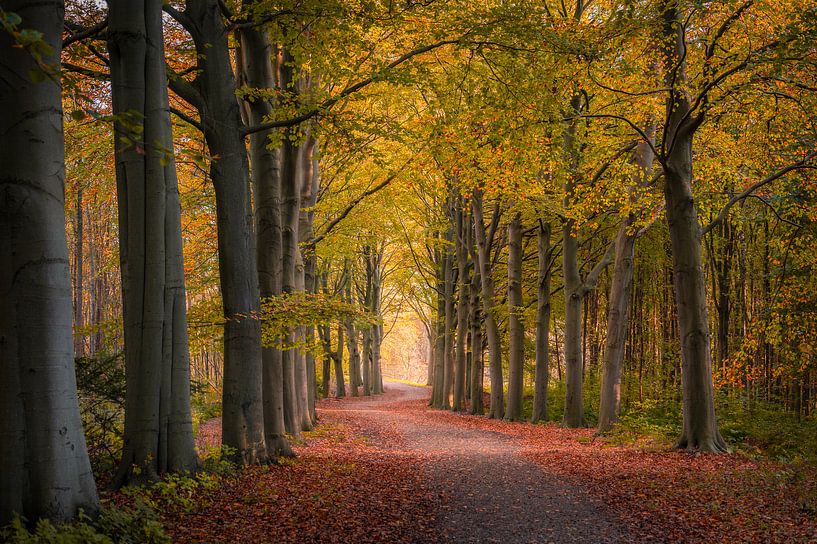 Herbstlicher Spaziergang von Mark Bonnenberg