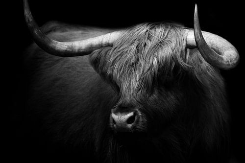 Scottish Highlander by Karel Ton