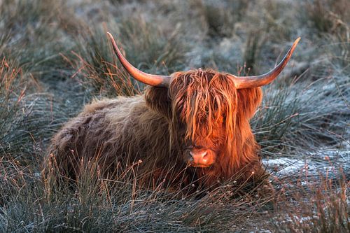 Schottische Highlander im orangefarbenen Licht der aufgehenden Sonne