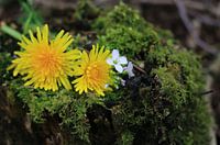 Paardenbloem op mos