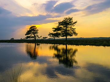 De kleur is geel van snippephotography