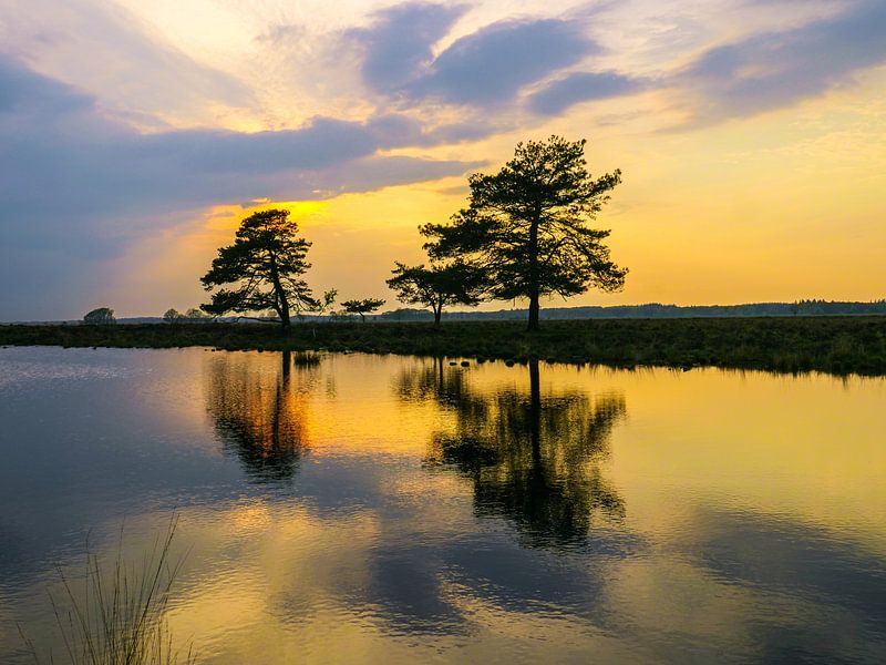 The colour is yellow by snippefotografie
