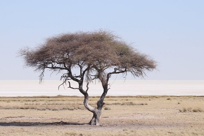 Etosha pan by Petervanderlecq