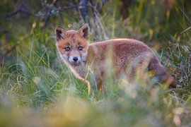 cute red fox cub by Pim Leijen