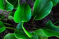 Leaves