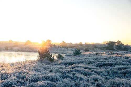 Lever de soleil avec givre dans une zone de landes et de dunes v3 sur mitevisuals