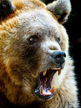 Brown bear by Scholtes Fotografie