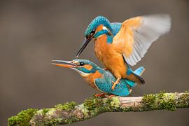 Paarende Eisvögel von Jeroen Stel