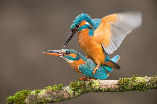 Paarende Eisvögel