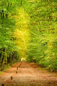 Herbstlandschaft in Twente