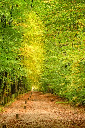 Herbstlandschaft in Twente von Sjoerd van der Wal Fotografie
