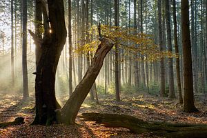 Letzter Ast auf einem alten Baum